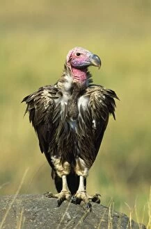 Images Dated 13th June 2013: Lappet-faced / Nubian Vulture - on rock