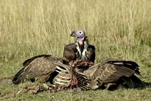 Lappet-faced / Nubian Vultures - Feeding on carcass