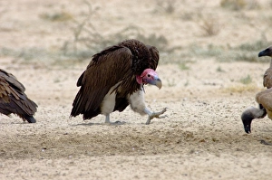 Images Dated 14th October 2005: Lappet-faced Vulture - Adult approaching others in threatening pose. Threatened species