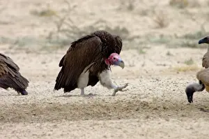 Accipitridae Prints: Lappet-faced Vulture - Adult approaching others in threatening pose