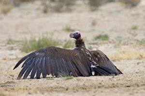 Lappet-faced Vulture - Adult basking with spread wings