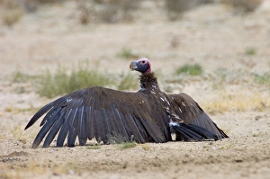 Lappet-faced Vulture - with wings spread
