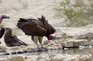 Lappet-faced Vulture - Adult drinking. Threatened species, confined mostly to major game reserves