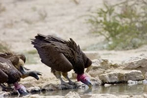 Images Dated 14th October 2005: Lappet-faced Vulture - Adult drinking. Threatened species, confined mostly to major game reserves