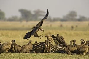 Lappet-faced Vulture - Aggressive approach to a