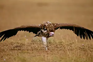 Lappet-faced Vulture - aggressive stance on ground - Masai Mara National Reserve - Kenya JFL09011