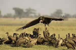 Lappet-faced Vulture - Arriving at the carcass