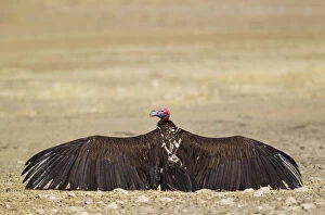 Lappet-faced Vulture - basking with open wings