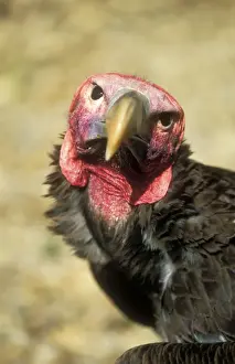 Lappet Faced Prints: Lappet-faced Vulture Castle of Eagles, Chauvigny, France