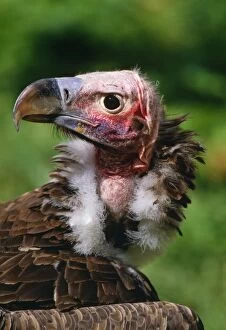 Lappet-faced VULTURE - close-up of head