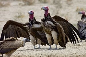 Lappet-faced Vulture - Courting pair. Threatened species, mostly confined to major game reserves