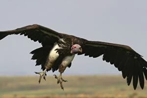 Images Dated 3rd September 2003: Lappet-faced Vulture In flight Kenya, Africa