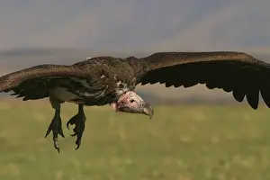 Sinister Prints: Lappet-faced Vulture In flight Kenya, Africa