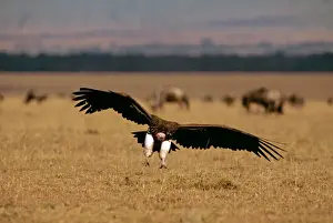 Lappet Faced Prints: Lappet-faced Vulture - in flight landing - Masai Mara National Reserve - Kenya JFL09010