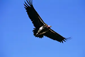 Lappet-faced Vulture - in flight - Masai Mara National Reserve - Kenya JFL12591