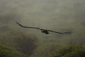 Images Dated 23rd February 2006: Lappet-Faced Vulture - Flying in the rain. Central Namibia, Africa
