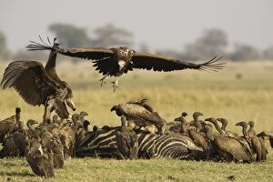 Africanus Gallery: Lappet-faced Vulture - The two large Lappet-faced