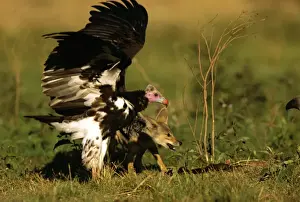 Lappet-faced Vulture - Masai Mara National Reserve - Kenya JFL17156