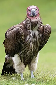 Scavenger Prints: Lappet-faced vulture or Nubian Vulture Date: 07-06-2021