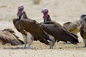 Images Dated 14th October 2005: Lappet-faced Vulture - Pair of adults at waterhole. Threatened species
