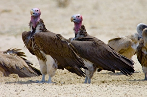 Images Dated 14th October 2005: Lappet-faced Vulture - Pair of adults at waterhole. Threatened species