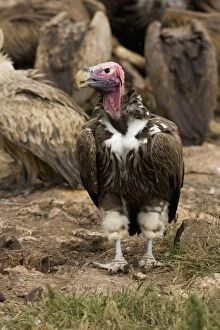 Lappet-Faced Vulture - Portrait with feeding vultures in background