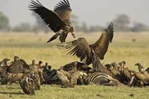 Africanus Gallery: Lappet-faced Vulture - Quarrel between two Lappet-faced
