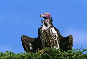 Lappet-faced Vulture - with spread wings, Masai Mara National Reserve, Kenya, eastern & central Africa JFL11253