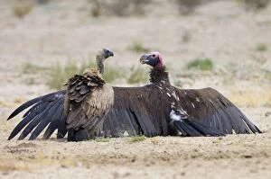 Images Dated 14th October 2005: Lappet-faced Vulture - spreading wings with White-Backed Vulture (Aegypius africanus) in attendance