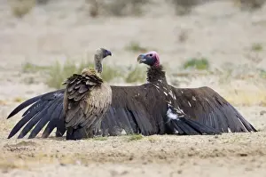 Vultures Prints: Lappet-faced Vulture - spreading wings with White-Backed Vulture (Aegypius africanus) in attendance