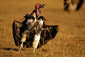 Lappet-faced Vulture - sunning - Masai Mara National Reserve - Kenya JFL08973