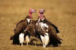Lappet-faced Vulture - sunning - Masai Mara National Reserve - Kenya JFL08979