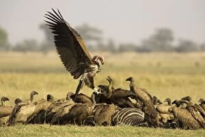 Images Dated 13th September 2006: Lappet-faced Vulture + White backed Vulture (Gyps)
