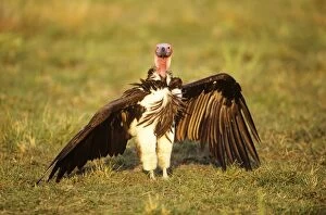 Lappet-faced Vulture - with wings spread