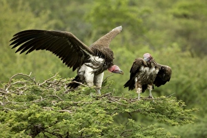 Images Dated 24th February 2006: Lappet-Faced Vultures - Dominance display on top of tree. Central Namibia, Africa
