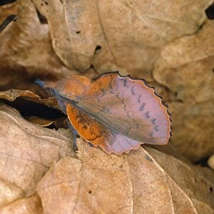 Images Dated 8th February 2008: Lappet Moth - female