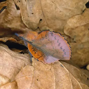 Lappet Prints: Lappet Moth - female