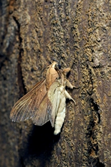 Images Dated 18th January 2008: Lappet Moth - on a tree-bark - has it's wings and antennae in 'unfolded position' that transforms it