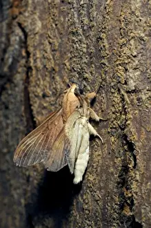 Lappet Moth - on a tree-bark - has it's wings and antennae in unfolded position that transforms it from a small twig into a normal moth ready to take off. Bohol, Philippines. February. Ph41. 0687