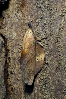 Lappet Moth - on tree-bark - has its wings and antennae in folded position that makes it looks like a small twig