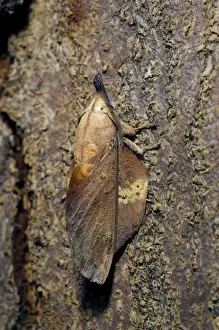 Lappet Prints: Lappet Moth - on tree-bark - has its wings and antennae in folded position that makes it looks like a small twig