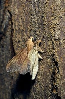 Lappet Moth - on a tree-bark - has its wings and antennae in unfolded position that transforms it from a small twig