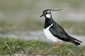 Lapwings Prints: Lapwing - Alert posture - North Uist - Outer Hebrides