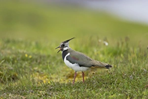 Shetland Island Collection: Lapwing - Calling Shetland Mainland, UK BI010830