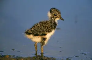 Lapwings Prints: Lapwing - chick
