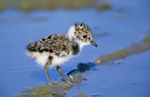Lapwing - chick
