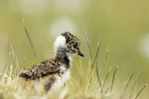 Shetland Island Collection: Lapwing - Chick Shetland Mainland, UK BI010849