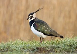 Lapwing - on dew covered grassy verge