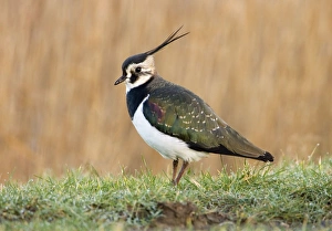 Images Dated 3rd February 2007: Lapwing On dew covered grassy verge South East England, UK, Europe