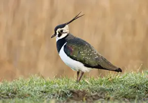 Lapwings Prints: Lapwing On dew covered grassy verge South East England, UK, Europe